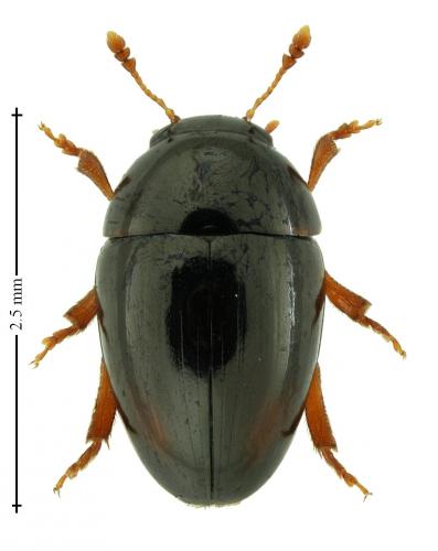 Olibrus bicolor
